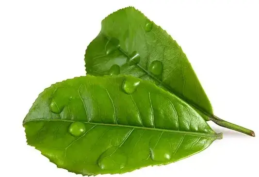 西佘山国家森林公园：天然氧吧里的森林奇遇🌳